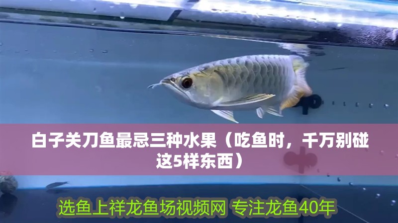 魚缸過濾器選購指南:自制魚缸過濾器魚缸上置過濾器對于養(yǎng)魚愛好者的必備知識 白子關(guān)刀魚最忌三種水果(吃魚時,千萬別碰這5樣?xùn)|西) 觀賞魚百科 白子關(guān)刀魚最忌三種水果(吃魚時,千萬別碰這5樣?xùn)|西) 白子關(guān)刀魚最忌三種水果(吃魚時,千萬別碰這5樣?xùn)|西) 觀賞魚百科
