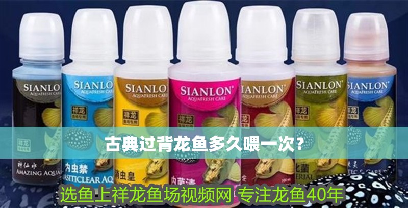 古典過背龍魚多久喂一次？