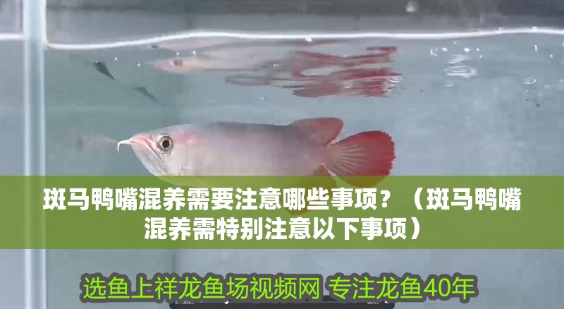 斑馬鴨嘴混養需要注意哪些事項？（斑馬鴨嘴混養需特別注意以下事項）
