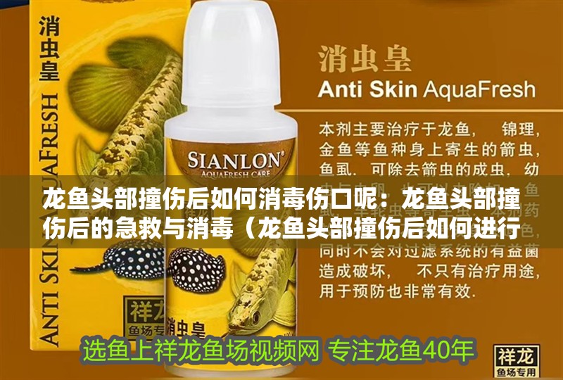 龍魚頭部撞傷后如何消毒傷口呢：龍魚頭部撞傷后的急救與消毒（龍魚頭部撞傷后如何進行有效的消毒處理）