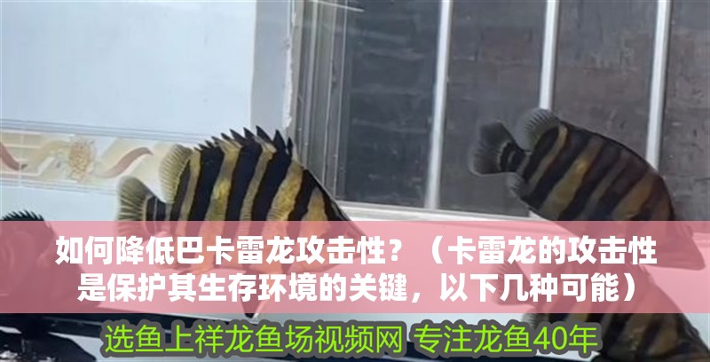 如何降低巴卡雷龍攻擊性？（卡雷龍的攻擊性是保護其生存環境的關鍵，以下幾種可能）