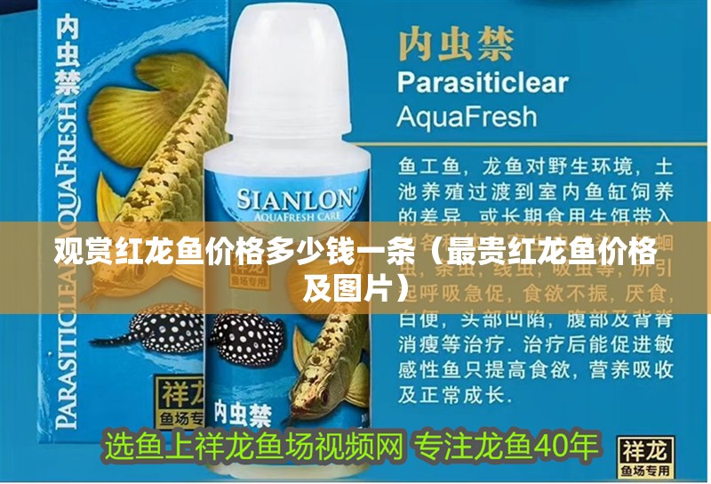 魚缸用增氧泵價(jià)格是多少:魚缸增氧機(jī)-xtrac增氧機(jī)-xtrac增氧機(jī) 觀賞紅龍魚價(jià)格多少錢一條(最貴紅龍魚價(jià)格及圖片) 觀賞魚百科 觀賞紅龍魚價(jià)格多少錢一條(最貴紅龍魚價(jià)格及圖片) 觀賞紅龍魚價(jià)格多少錢一條(最貴紅龍魚價(jià)格及圖片) 觀賞魚百科