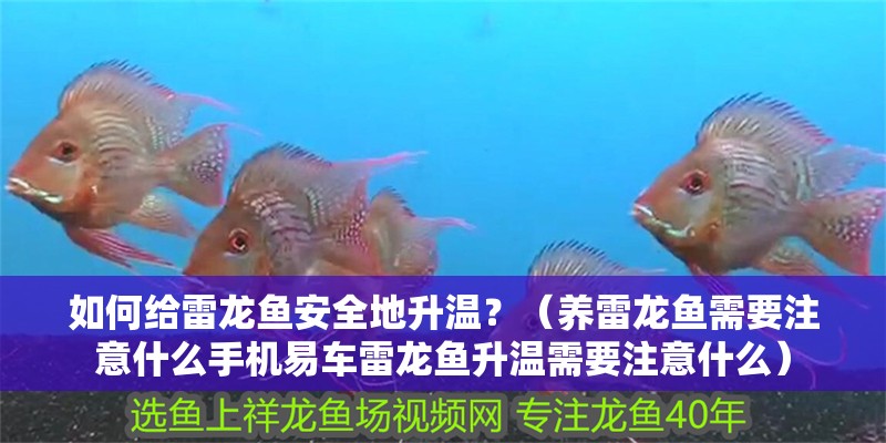 如何給雷龍魚安全地升溫？（養(yǎng)雷龍魚需要注意什么手機易車雷龍魚升溫需要注意什么）
