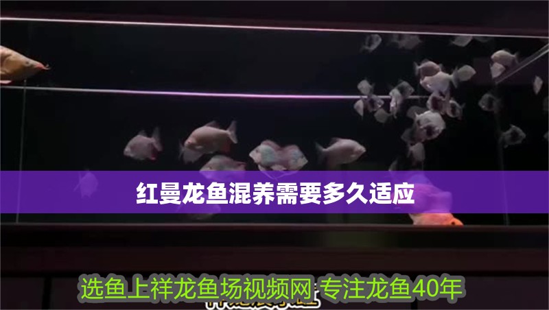 紅曼龍魚混養(yǎng)需要多久適應(yīng)