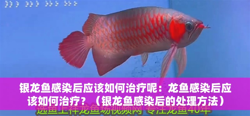 銀龍魚感染后應該如何治療呢：龍魚感染后應該如何治療？（銀龍魚感染后的處理方法）