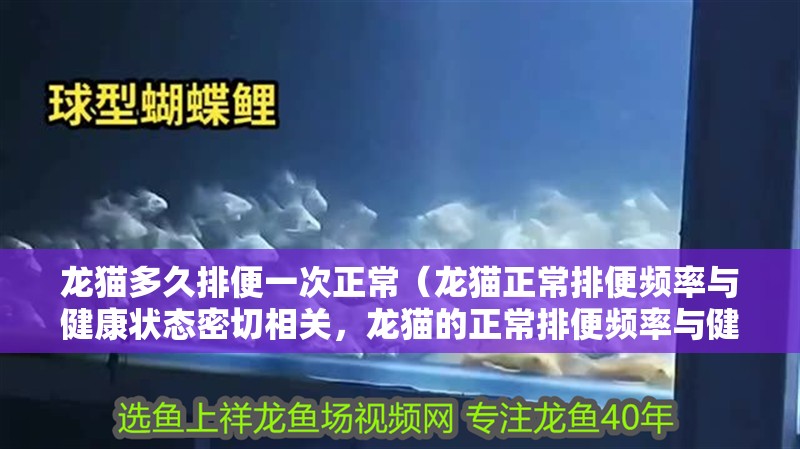 龍貓多久排便一次正常（龍貓正常排便頻率與健康狀態(tài)密切相關(guān)，龍貓的正常排便頻率與健康狀態(tài)密切相關(guān)）