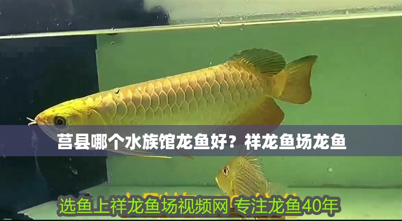莒縣哪個水族館龍魚好？祥龍魚場龍魚