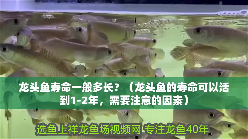 我的虎魚真菌感染了要怎么處理 龍頭魚壽命一般多長?(龍頭魚的壽命可以活到1-2年,需要注意的因素) 龍魚百科 龍頭魚壽命一般多長?(龍頭魚的壽命可以活到1-2年,需要注意的因素) 龍頭魚壽命一般多長?(龍頭魚的壽命可以活到1-2年,需要注意的因素) 龍魚百科