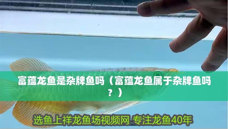 富蘊龍魚是雜牌魚嗎（富蘊龍魚屬于雜牌魚嗎？）