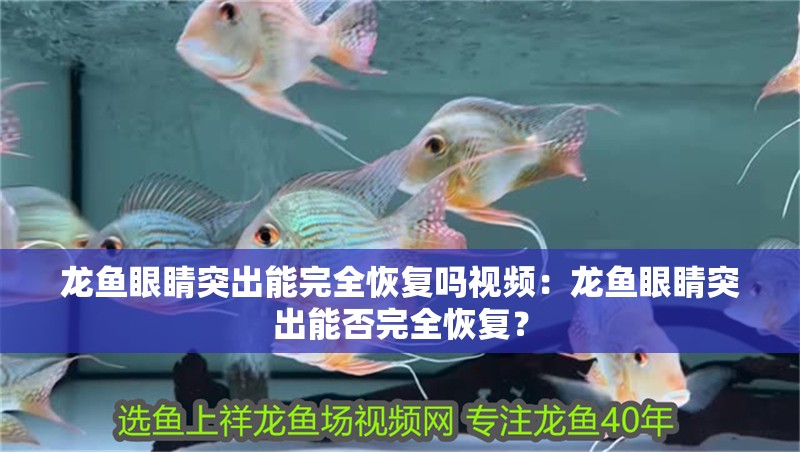 龍魚眼睛突出能完全恢復嗎視頻：龍魚眼睛突出能否完全恢復？