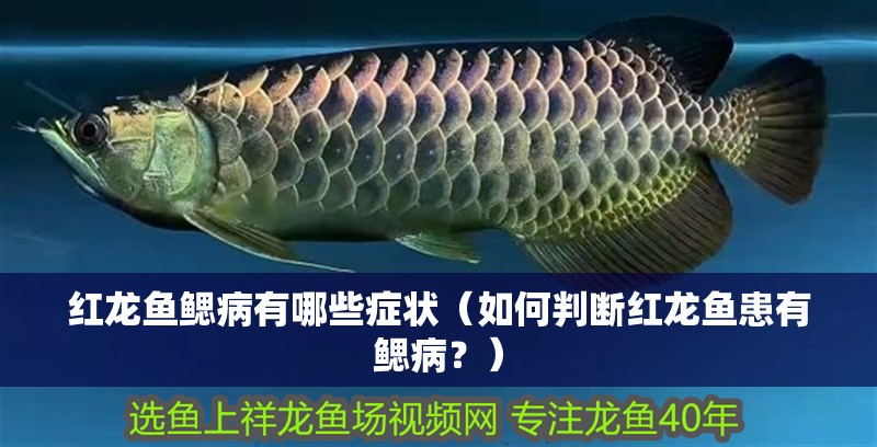 紅龍魚鰓病有哪些癥狀（如何判斷紅龍魚患有鰓病？） 紅龍魚鰓病有哪些癥狀（如何判斷紅龍魚患有鰓病？） 龍魚百科