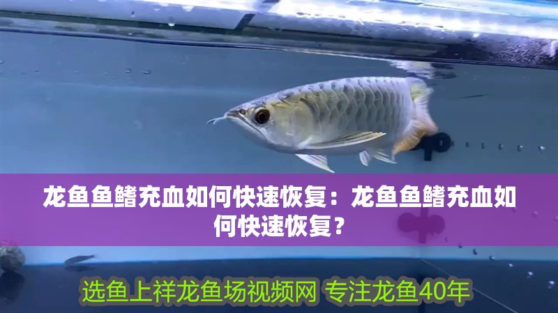 龍魚魚鰭充血如何快速恢復：龍魚魚鰭充血如何快速恢復？ 龍魚魚鰭充血如何快速恢復：龍魚魚鰭充血如何快速恢復？ 水族問答