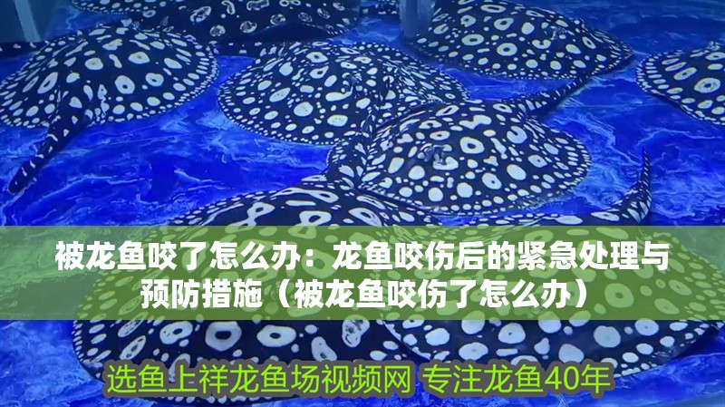被龍魚咬了怎么辦：龍魚咬傷后的緊急處理與預(yù)防措施（被龍魚咬傷了怎么辦） 被龍魚咬了怎么辦：龍魚咬傷后的緊急處理與預(yù)防措施（被龍魚咬傷了怎么辦） 水族問答