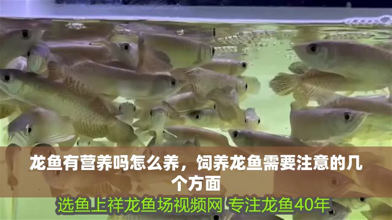 龍魚有營(yíng)養(yǎng)嗎怎么養(yǎng)，飼養(yǎng)龍魚需要注意的幾個(gè)方面