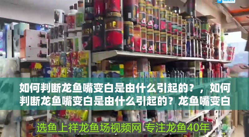 如何判斷龍魚嘴變白是由什么引起的？，如何判斷龍魚嘴變白是由什么引起的？龍魚嘴變白會自愈嗎？