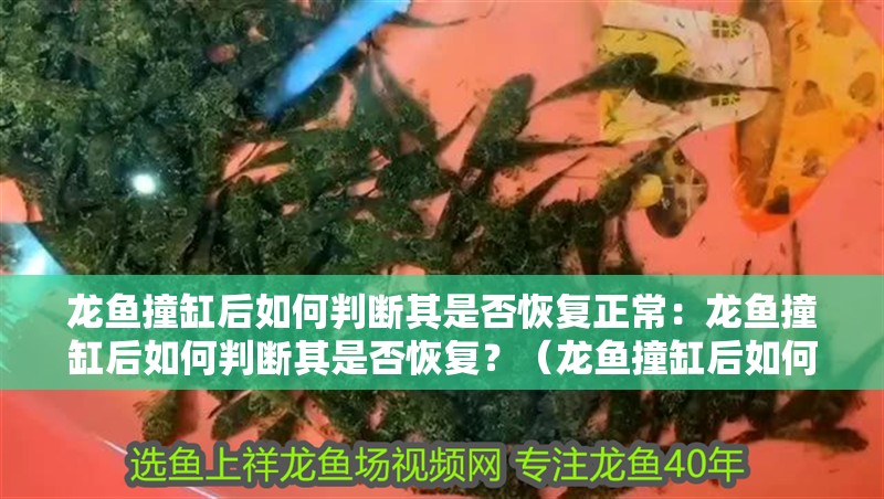 龍魚撞缸后如何判斷其是否恢復正常：龍魚撞缸后如何判斷其是否恢復？（龍魚撞缸后如何判斷其是否恢復）