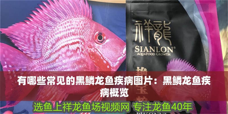 有哪些常見的黑鱗龍魚疾病圖片：黑鱗龍魚疾病概覽