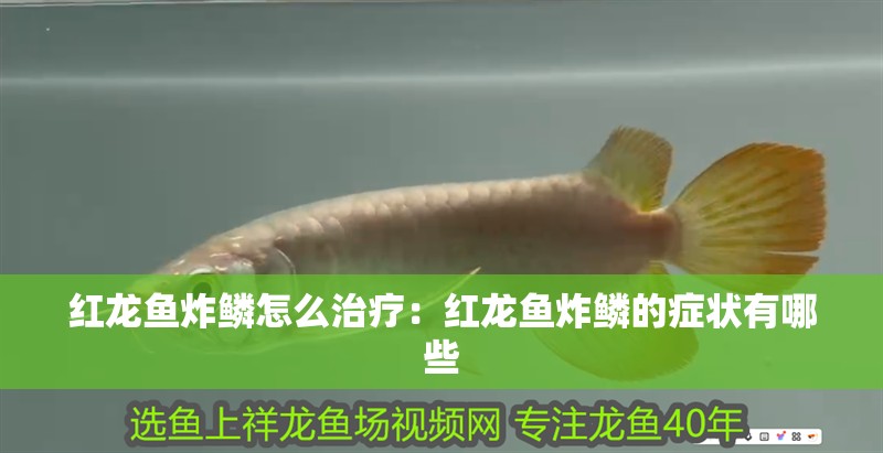 紅龍魚炸鱗怎么治療：紅龍魚炸鱗的癥狀有哪些