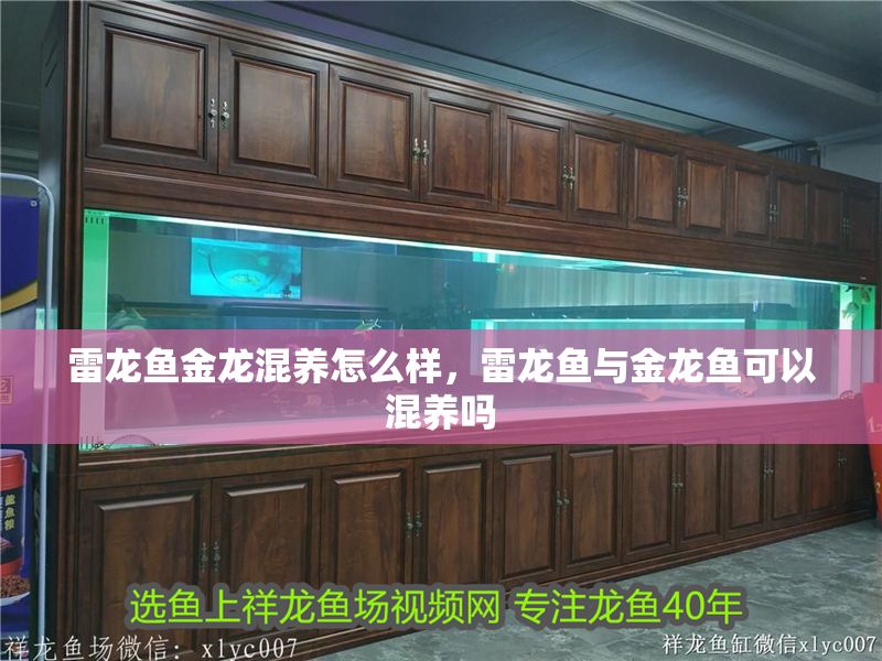 雷龍魚金龍混養(yǎng)怎么樣，雷龍魚與金龍魚可以混養(yǎng)嗎