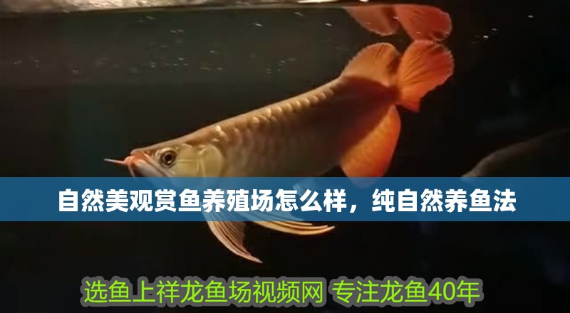自然美觀賞魚養殖場怎么樣，純自然養魚法
