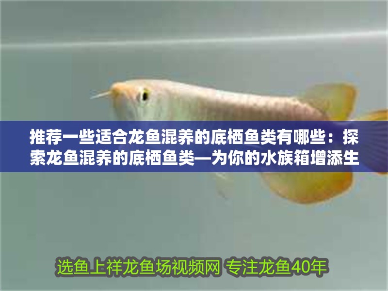 推薦一些適合龍魚混養的底棲魚類有哪些：探索龍魚混養的底棲魚類—為你的水族箱增添生機（底棲魚類推薦）
