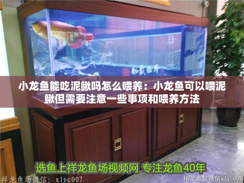 小龍魚能吃泥鰍嗎怎么喂養：小龍魚可以喂泥鰍但需要注意一些事項和喂養方法 小龍魚能吃泥鰍嗎怎么喂養：小龍魚可以喂泥鰍但需要注意一些事項和喂養方法 龍魚百科