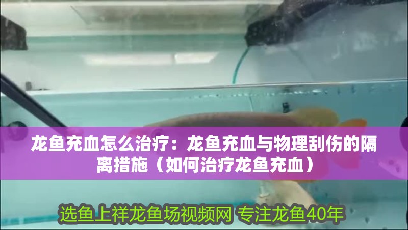 龍魚充血怎么治療：龍魚充血與物理刮傷的隔離措施（如何治療龍魚充血）