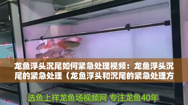 龍魚浮頭沉尾如何緊急處理視頻：龍魚浮頭沉尾的緊急處理（龍魚浮頭和沉尾的緊急處理方法）