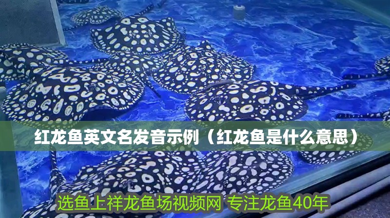 紅龍魚英文名發音示例（紅龍魚是什么意思）