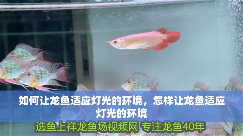 如何讓龍魚適應燈光的環境，怎樣讓龍魚適應燈光的環境