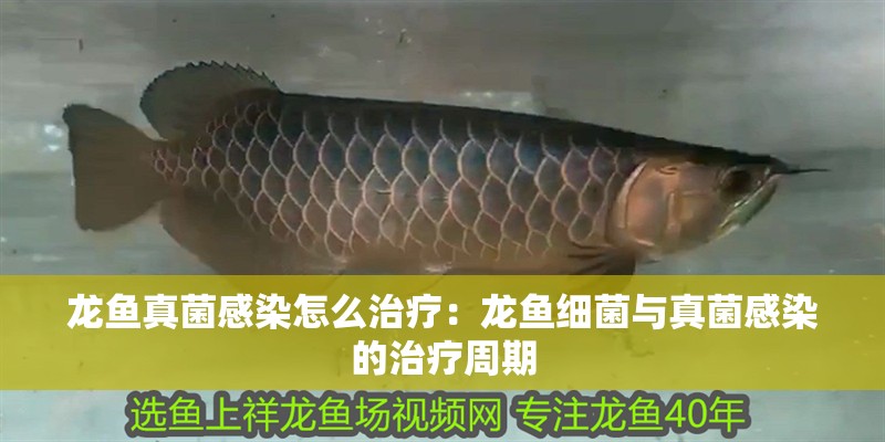 龍魚真菌感染怎么治療：龍魚細菌與真菌感染的治療周期