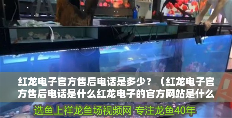 紅龍電子官方售后電話是多少？（紅龍電子官方售后電話是什么紅龍電子的官方網(wǎng)站是什么） 紅龍電子官方售后電話是多少？（紅龍電子官方售后電話是什么紅龍電子的官方網(wǎng)站是什么） 龍魚百科