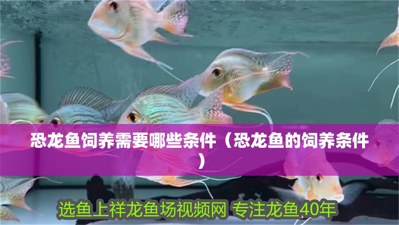 恐龍魚飼養需要哪些條件（恐龍魚的飼養條件）