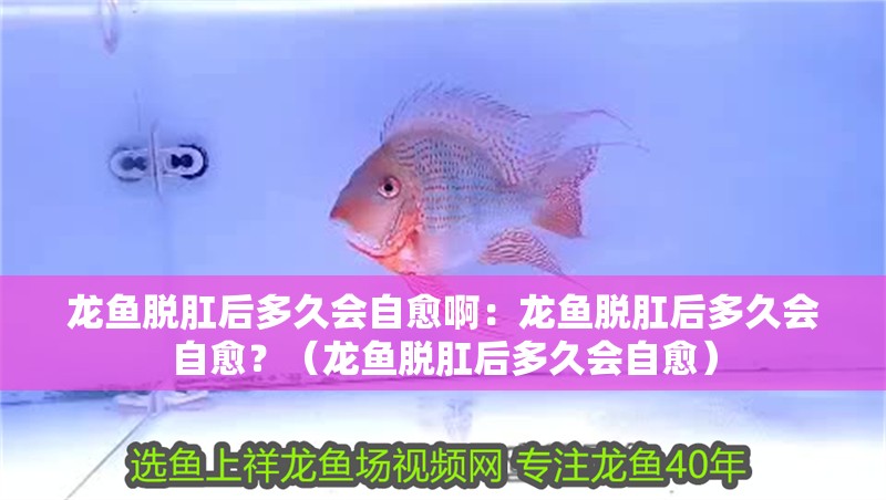 龍魚脫肛后多久會自愈啊：龍魚脫肛后多久會自愈？（龍魚脫肛后多久會自愈）