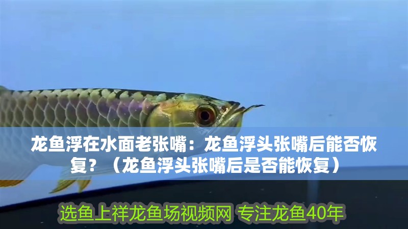 龍魚浮在水面老張嘴：龍魚浮頭張嘴后能否恢復？（龍魚浮頭張嘴后是否能恢復） 龍魚浮在水面老張嘴：龍魚浮頭張嘴后能否恢復？（龍魚浮頭張嘴后是否能恢復） 水族問答
