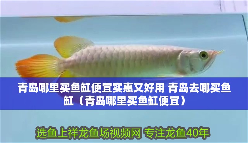 青島哪里買魚缸便宜實惠又好用 青島去哪買魚缸（青島哪里買魚缸便宜）