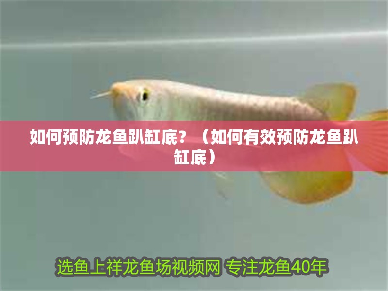 如何預防龍魚趴缸底？（如何有效預防龍魚趴缸底）