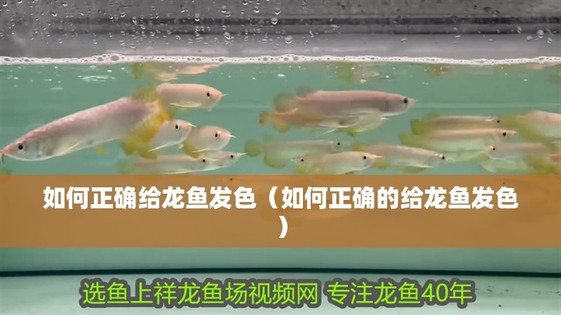 如何正確給龍魚發色（如何正確的給龍魚發色）
