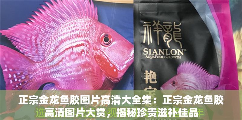正宗金龍魚膠圖片高清大全集：正宗金龍魚膠高清圖片大賞，揭秘珍貴滋補佳品