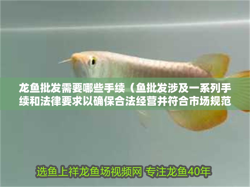 魚缸過濾器選購指南:自制魚缸過濾器魚缸上置過濾器對于養魚愛好者的必備知識 龍魚批發需要哪些手續(魚批發涉及一系列手續和法律要求以確保合法經營并符合市場規范) 龍魚百科 龍魚批發需要哪些手續(魚批發涉及一系列手續和法律要求以確保合法經營并符合市場規范) 龍魚批發需要哪些手續(魚批發涉及一系列手續和法律要求以確保合法經營并符合市場規范) 龍魚百科