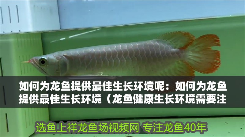 如何為龍魚提供最佳生長環境呢：如何為龍魚提供最佳生長環境（龍魚健康生長環境需要注意不要過量喂食，以免造成龍魚生長環境）