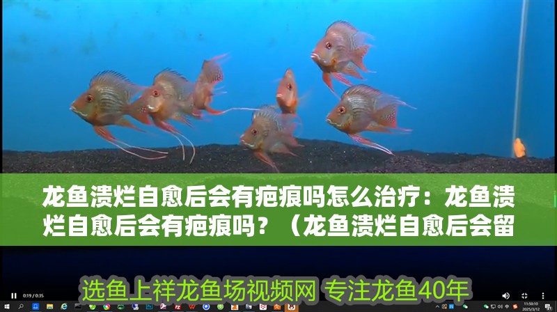 龍魚潰爛自愈后會有疤痕嗎怎么治療：龍魚潰爛自愈后會有疤痕嗎？（龍魚潰爛自愈后會留下疤痕嗎）