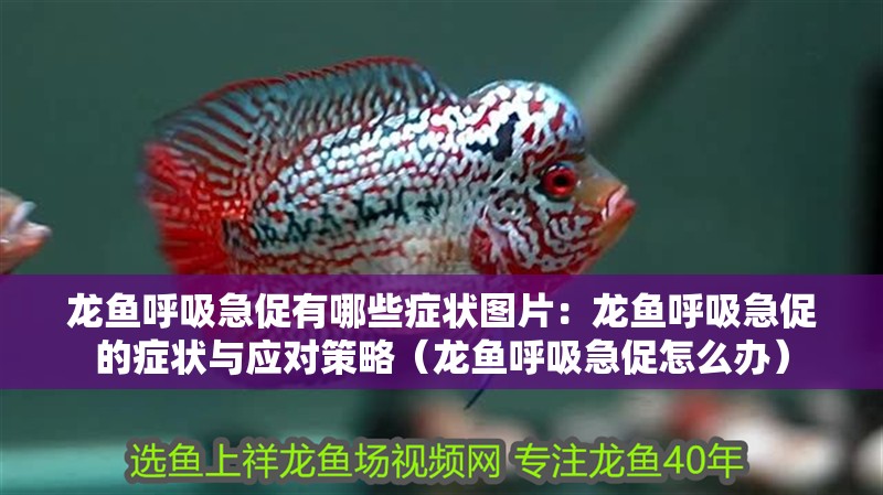龍魚呼吸急促有哪些癥狀圖片：龍魚呼吸急促的癥狀與應對策略（龍魚呼吸急促怎么辦） 龍魚呼吸急促有哪些癥狀圖片：龍魚呼吸急促的癥狀與應對策略（龍魚呼吸急促怎么辦） 水族問答
