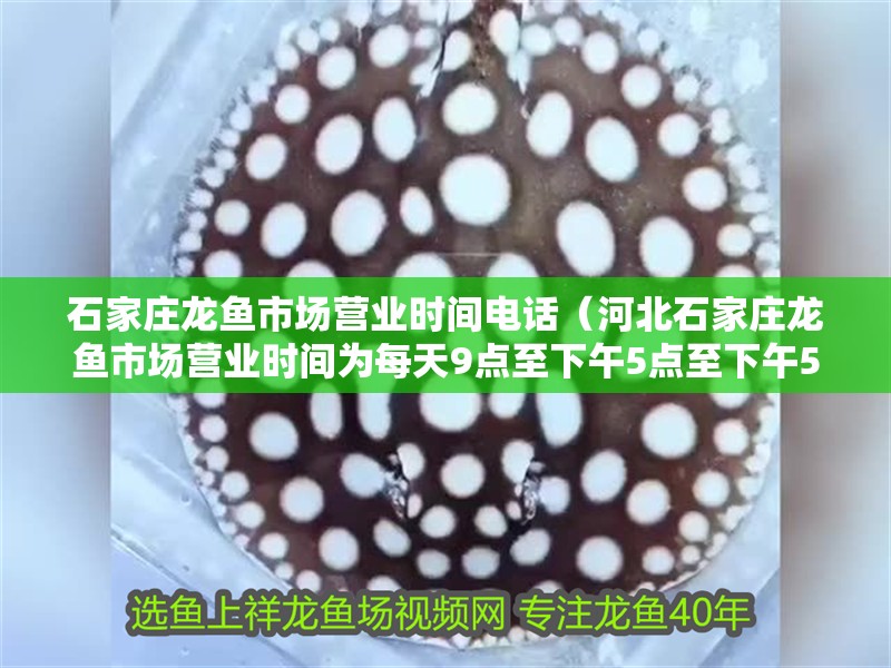 石家莊龍魚市場營業時間電話（河北石家莊龍魚市場營業時間為每天9點至下午5點至下午5點） 石家莊龍魚市場營業時間電話（河北石家莊龍魚市場營業時間為每天9點至下午5點至下午5點） 觀賞魚百科