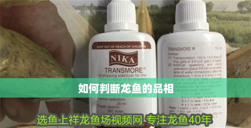 如何判斷龍魚的品相