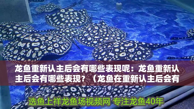 龍魚重新認主后會有哪些表現呢：龍魚重新認主后會有哪些表現？（龍魚在重新認主后會有哪些表現）