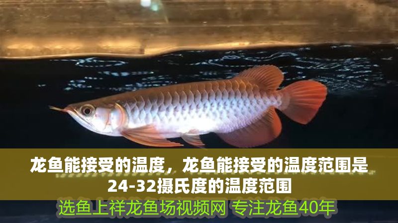 龍魚能接受的溫度，龍魚能接受的溫度范圍是24-32攝氏度的溫度范圍