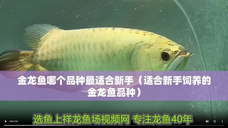 金龍魚哪個品種最適合新手（適合新手飼養的金龍魚品種）