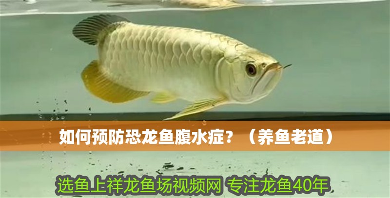 如何預防恐龍魚腹水癥？（養魚老道）