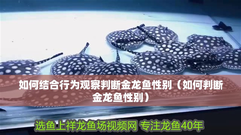 如何結合行為觀察判斷金龍魚性別（如何判斷金龍魚性別）